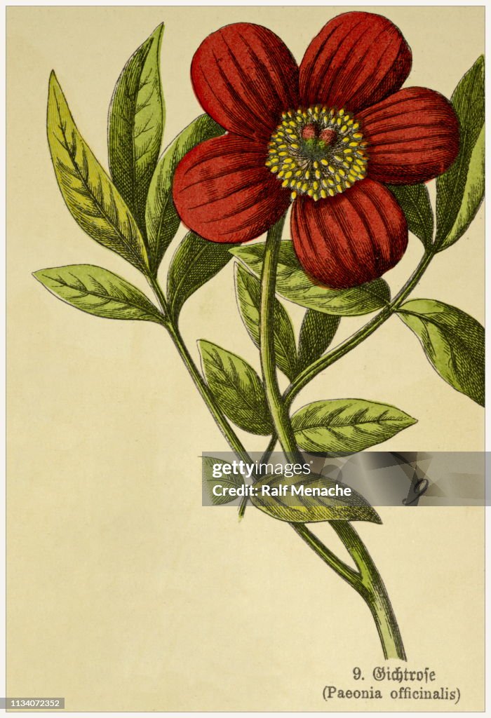 Paeonia officinalis-recortada del libro de litografías botánicas de estilo victoriano. Munich 1880-1889, Alemania.