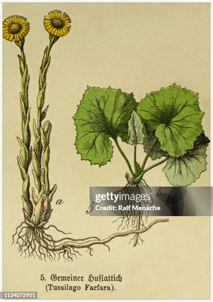 tussilago farfara - cropped from victorian style botanical lithographs book. munich 1880-1889, germany. - field guide book stock illustrations