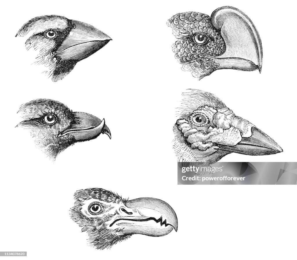 Beak Reference Various Types Of Bird Beaks 19th Century High-Res Vector Graphic ...