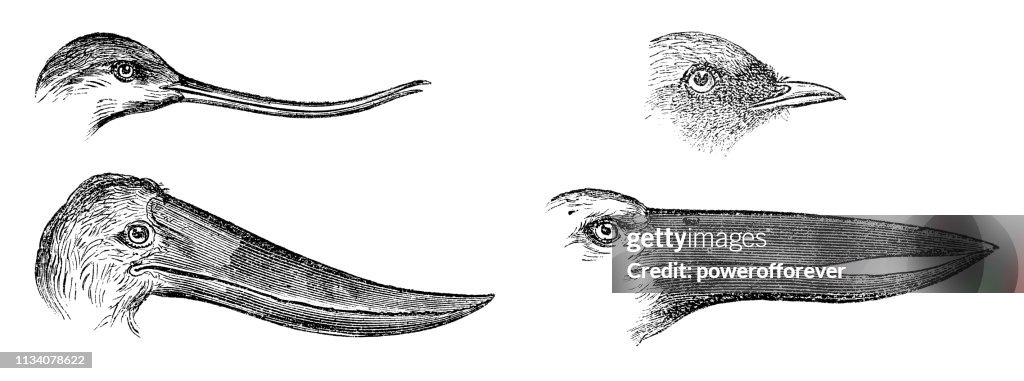Various Types of Bird Beaks - 19th Century