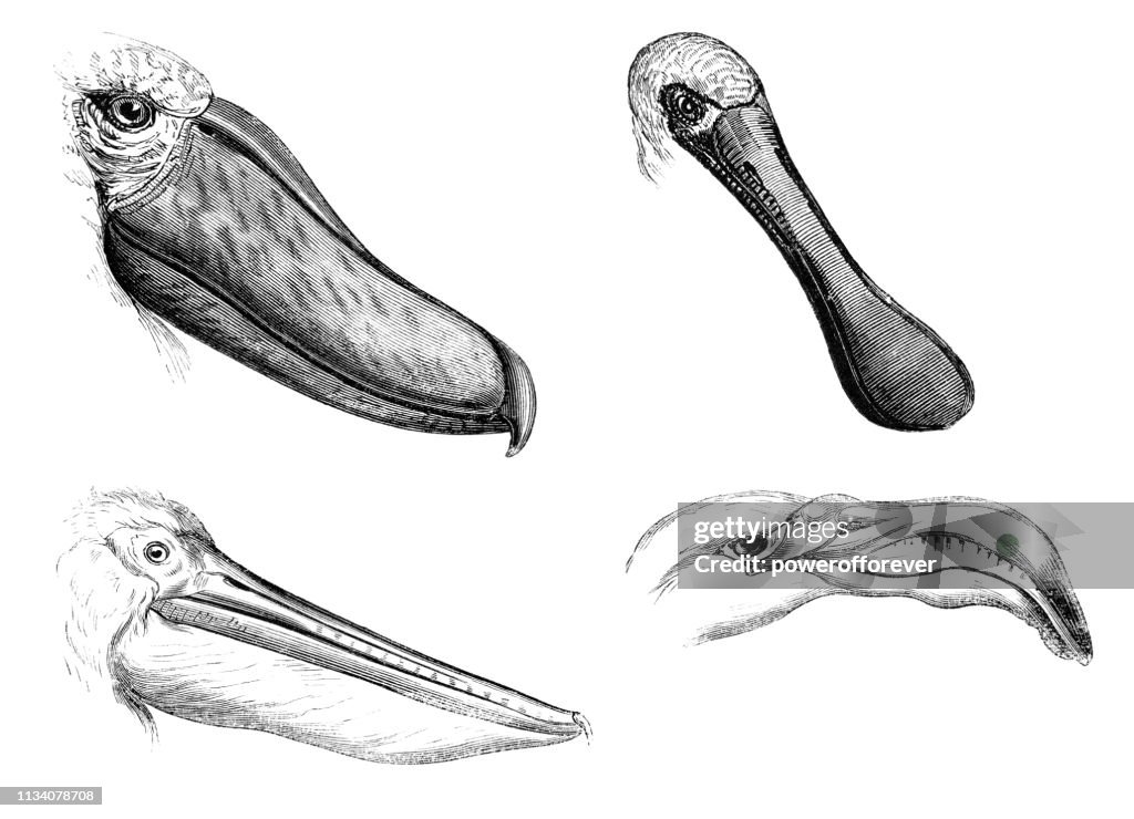 Various Types of Bird Beaks - 19th Century