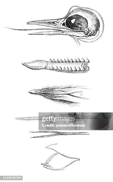 various types of bird tongues - 19th century - forked tongue stock illustrations