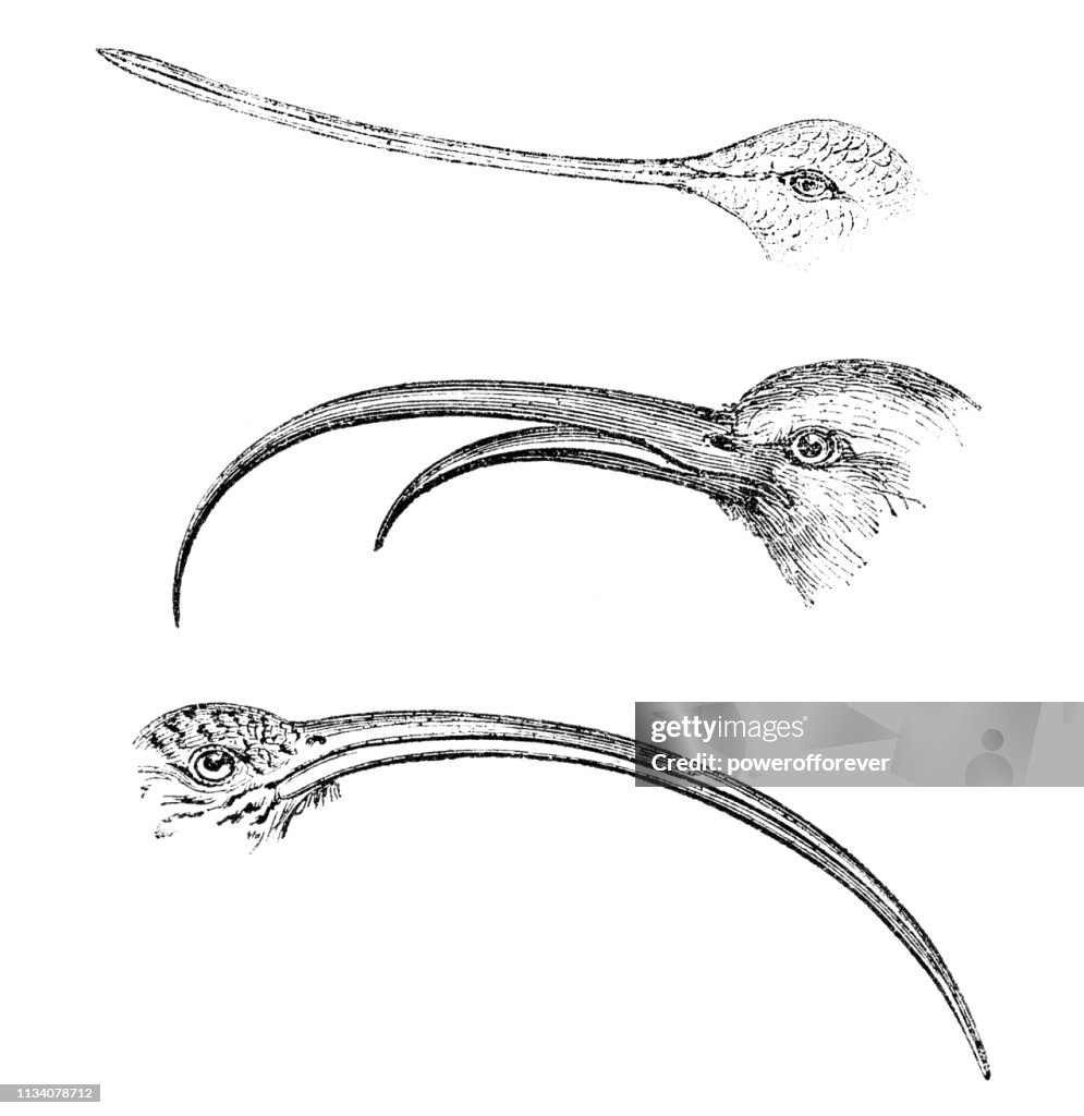 Various Types of Bird Beaks - 19th Century