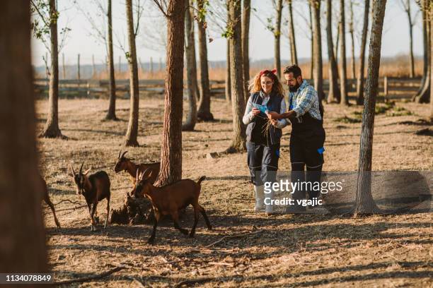 kleinbauernhof-ziegenhof - half man half goat stock-fotos und bilder