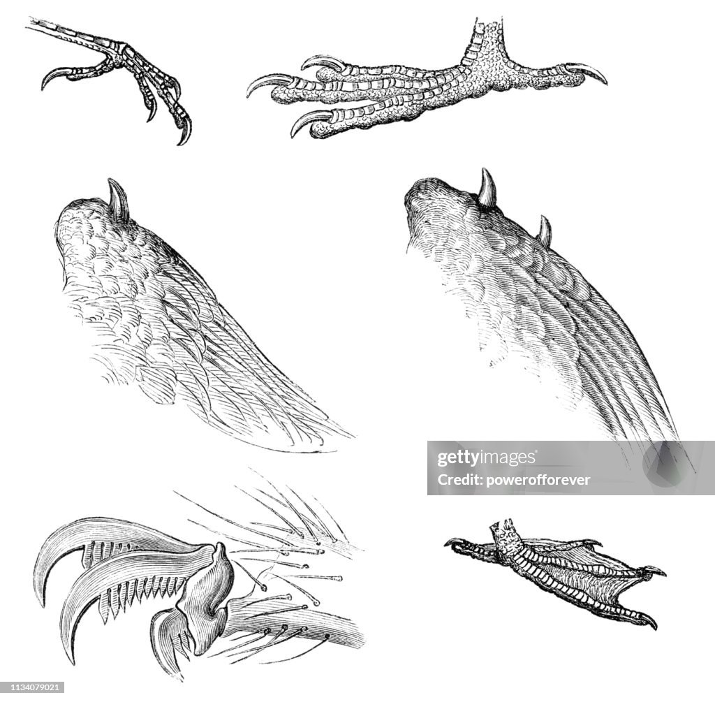Claw Types Various Types Of Animal Claws 19th Century High-Res Vector Graphic ...