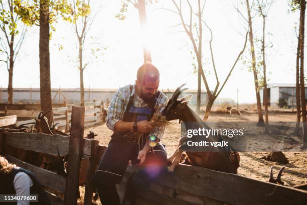 small farm owners - goat farm - goat's cheese stock pictures, royalty-free photos & images