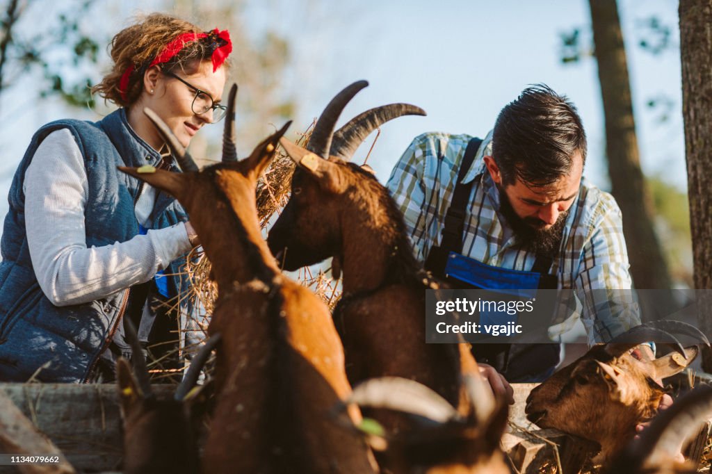 小農場老闆-山羊農場