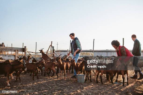 ziegenfarm volunteers - half man half goat stock-fotos und bilder