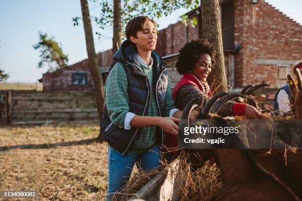 ziegenfarm volunteers - half man half goat stock-fotos und bilder