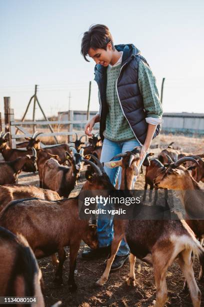 goat farm volunteers - chevre animal stock pictures, royalty-free photos & images