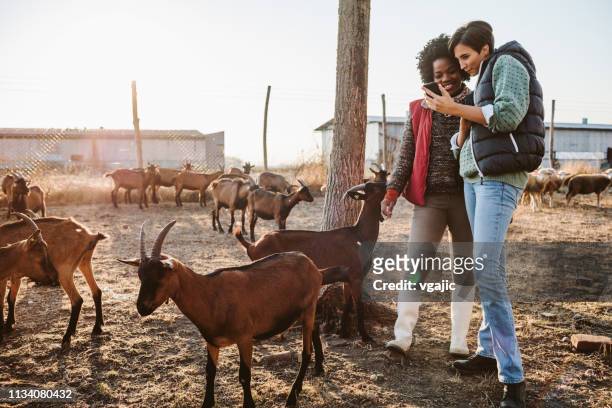 goat farm volunteers - black goat stock pictures, royalty-free photos & images