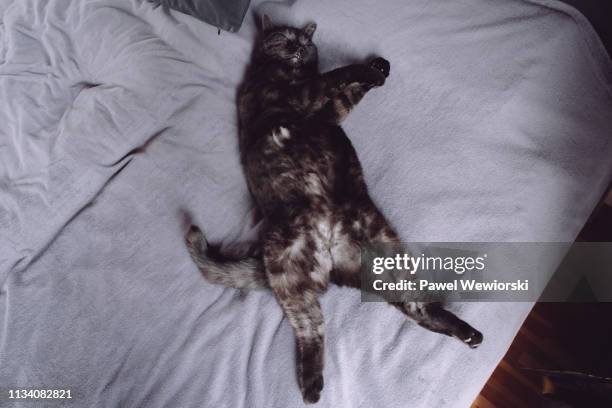 cat sleeping on back - animal back foto e immagini stock