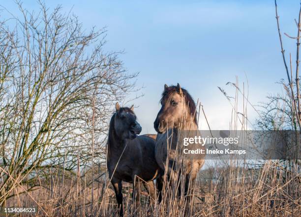 konik horses - konik horses bildbanksfoton och bilder