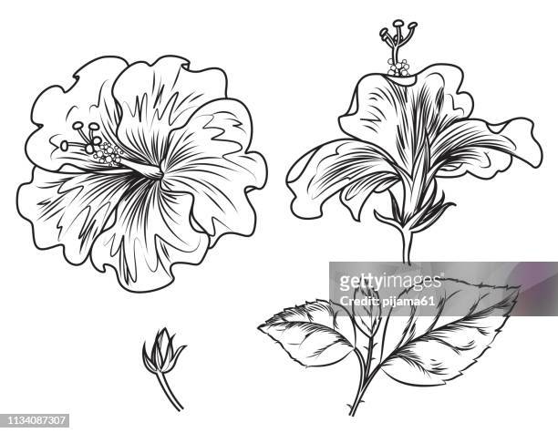 black and white hibiscus flowers, branch, leaf - black and white flower tattoo designs stock illustrations