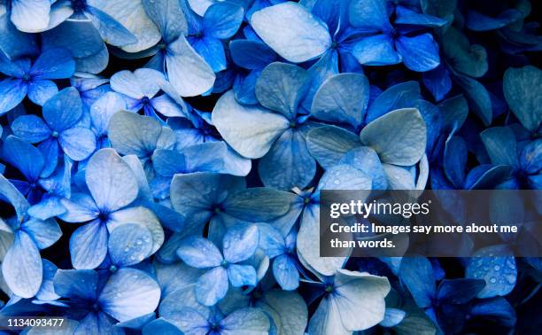 a macrophotography of a blue hyndrangea in all its glory. - blue flowers stock-fotos und bilder