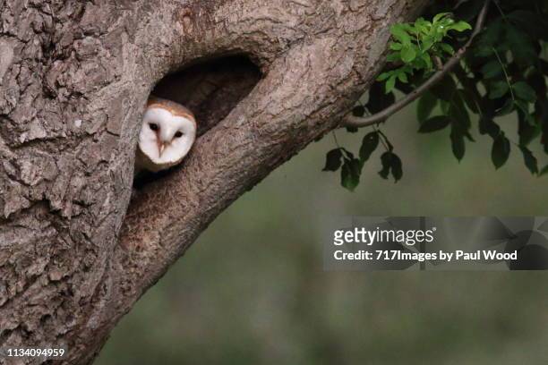 barn owl in tree - barn owl stock-fotos und bilder