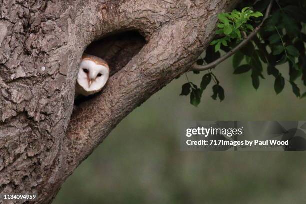 barn owl in tree - barn owl fotografías e imágenes de stock