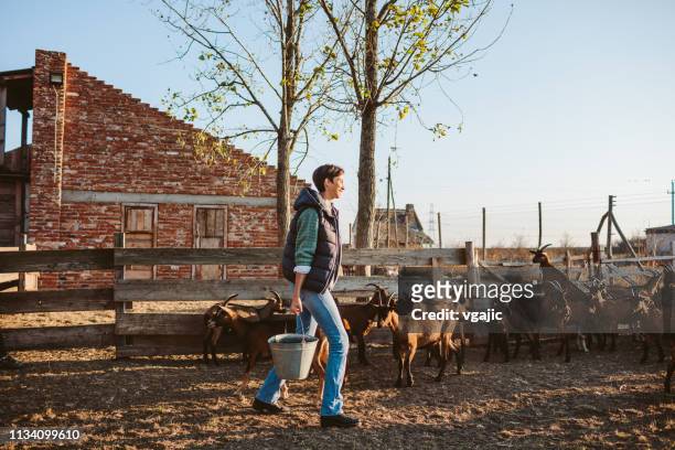ziegenhof - half man half goat stock-fotos und bilder