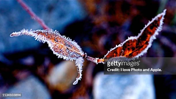 frost leaves - 冷たい stock-fotos und bilder