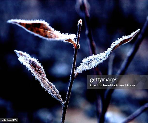 frost leaves - マクロ撮影 stock pictures, royalty-free photos & images