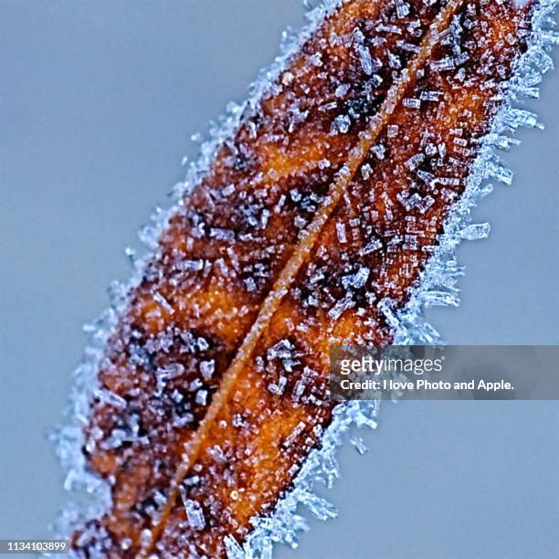 frost leaves - マクロ撮影 stock pictures, royalty-free photos & images