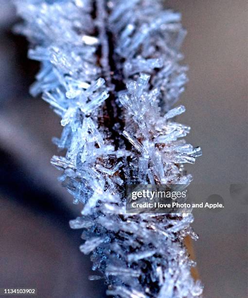 frost leaves - 雪　空 stock-fotos und bilder