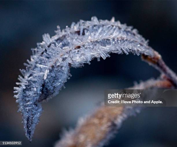 frost leaves - 環境 foto e immagini stock