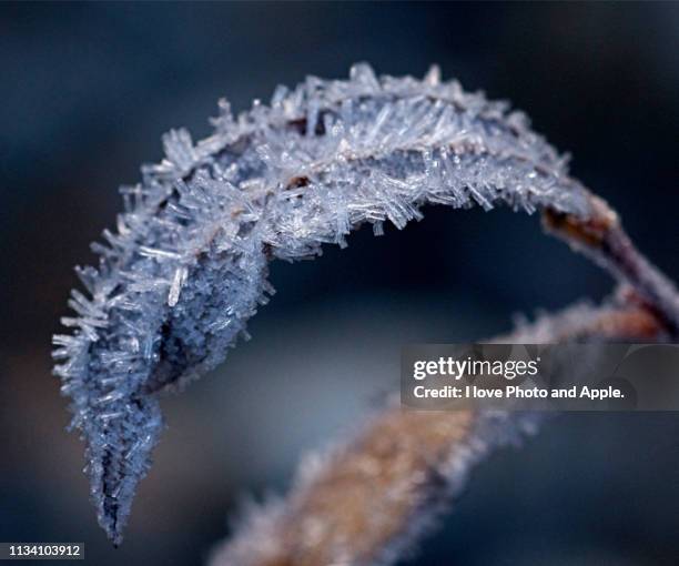 frost leaves - 凍った bildbanksfoton och bilder