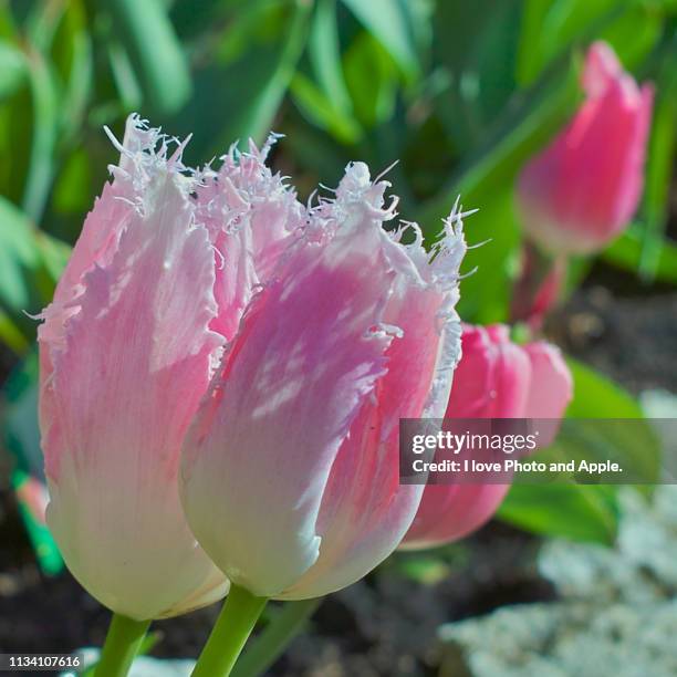 tulip flowers - ロマンス stock-fotos und bilder