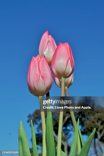 tulip flowers - 成長 stockfoto's en -beelden