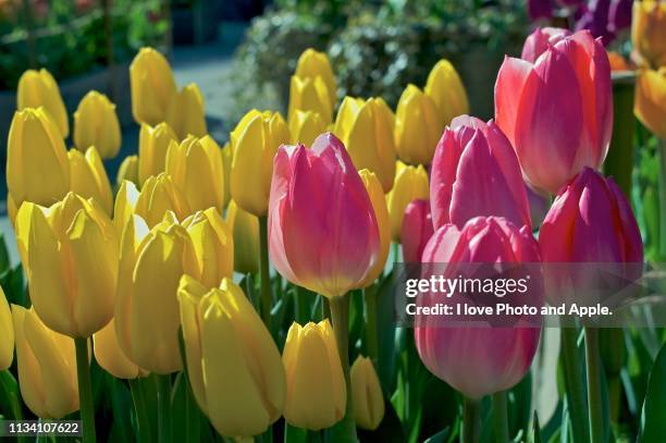 tulip flowers - 成長 stockfoto's en -beelden