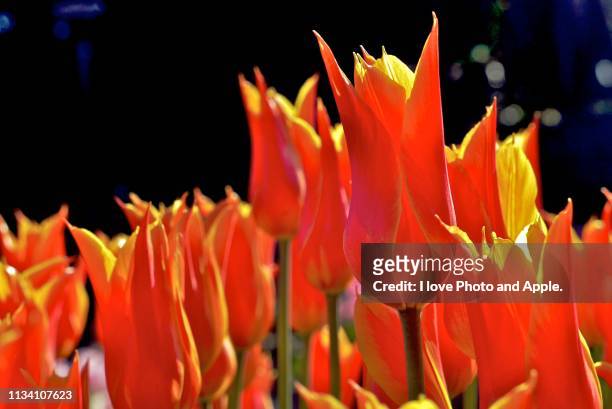 tulip flowers - 植物学 - fotografias e filmes do acervo