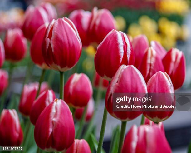 tulip flowers - 植�物学 stock-fotos und bilder