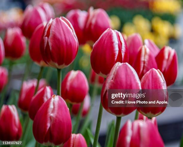 tulip flowers - ロマンス fotografías e imágenes de stock