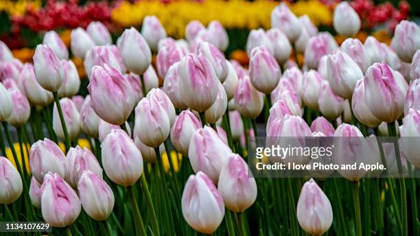 tulip flowers - 植物学 stock-fotos und bilder