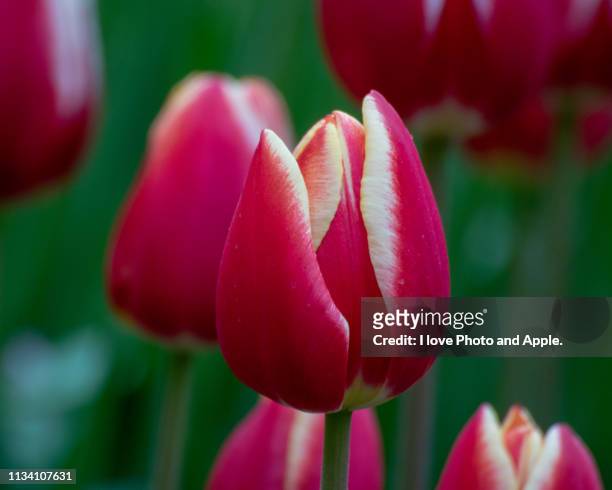 tulip flowers - 成長 stockfoto's en -beelden