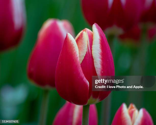 tulip flowers - ロマンス 個照片及圖片檔