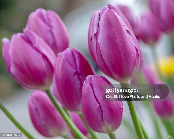 tulip flowers - 成長 stockfoto's en -beelden