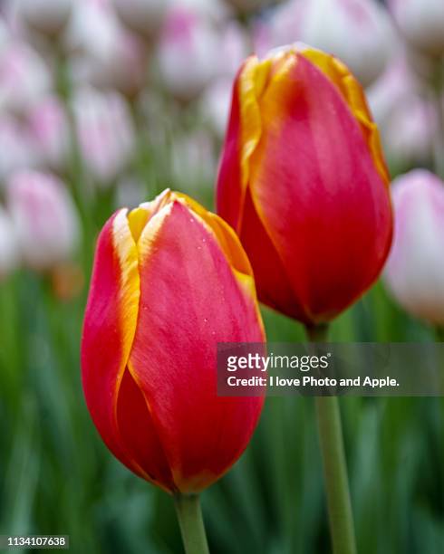tulip flowers - 成長 stockfoto's en -beelden