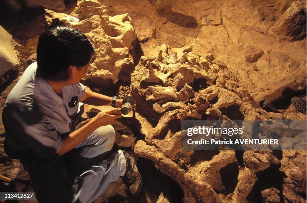 The Oldest Tyrannosaurus World Discovered In Thailand On July 20th, 1996 In Thailand - Varavudh With The Vertebrates Of A Sauropod