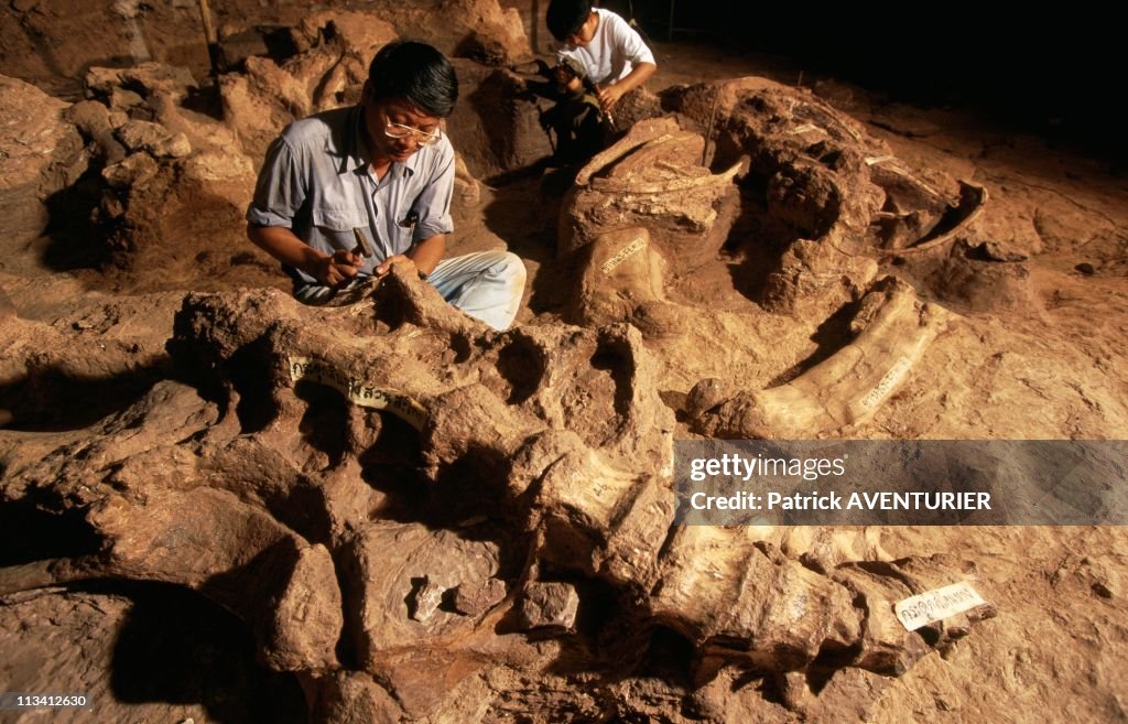 The World'S Earliest Known Tyrannosaur Revealed, The Cretaceous Carnivore Was Unearthed In Thailand On July 20th, 1996 In Thailand.