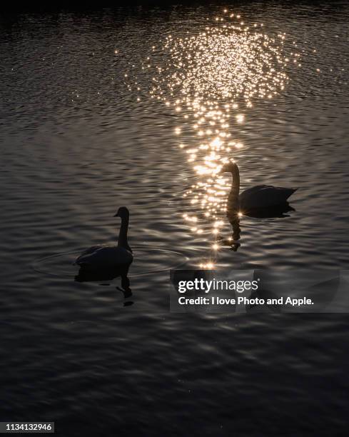 swan in dusk - ハクチョウ fotografías e imágenes de stock