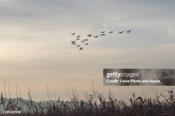 swan flight - 動物の世界 imagens e fotografias de stock