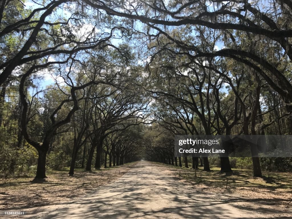 Wormsloe Plantation Drive