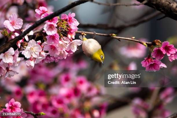 white eyes bird with sakura - wild cherry tree stock-fotos und bilder