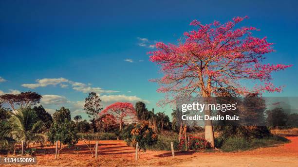 brazil pink ipe tree blue skies - ipe yellow stock pictures, royalty-free photos & images