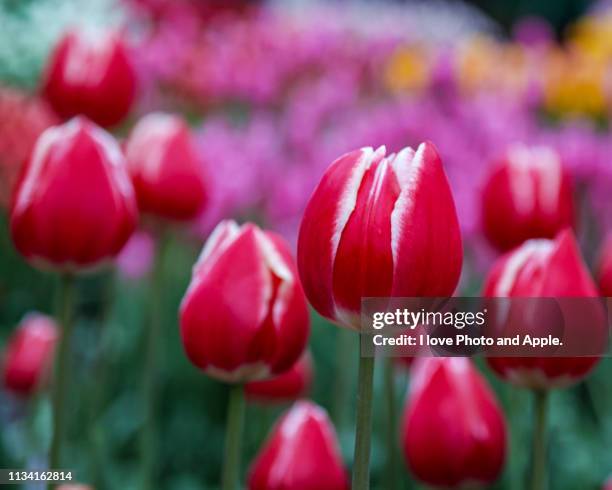 winter tulips - 物の集まり stock pictures, royalty-free photos & images