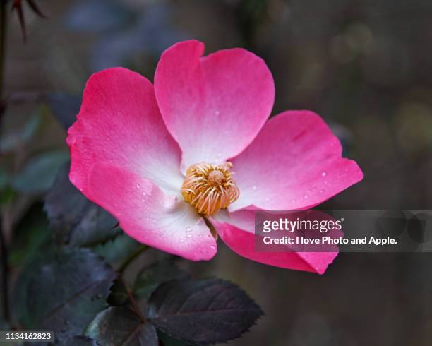 winter rose - バラ stock-fotos und bilder