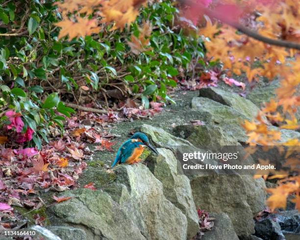 kingfisher in autumn color - カワセミ科 stock pictures, royalty-free photos & images