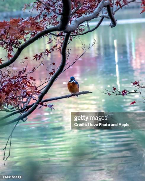 kingfisher in autumn color - 石 stock-fotos und bilder